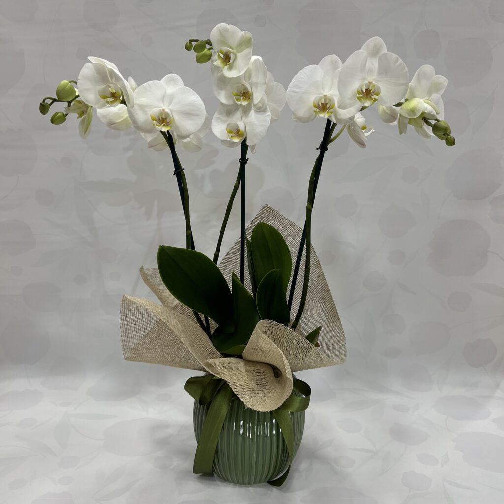 Orchidea Phalenopsis bianca