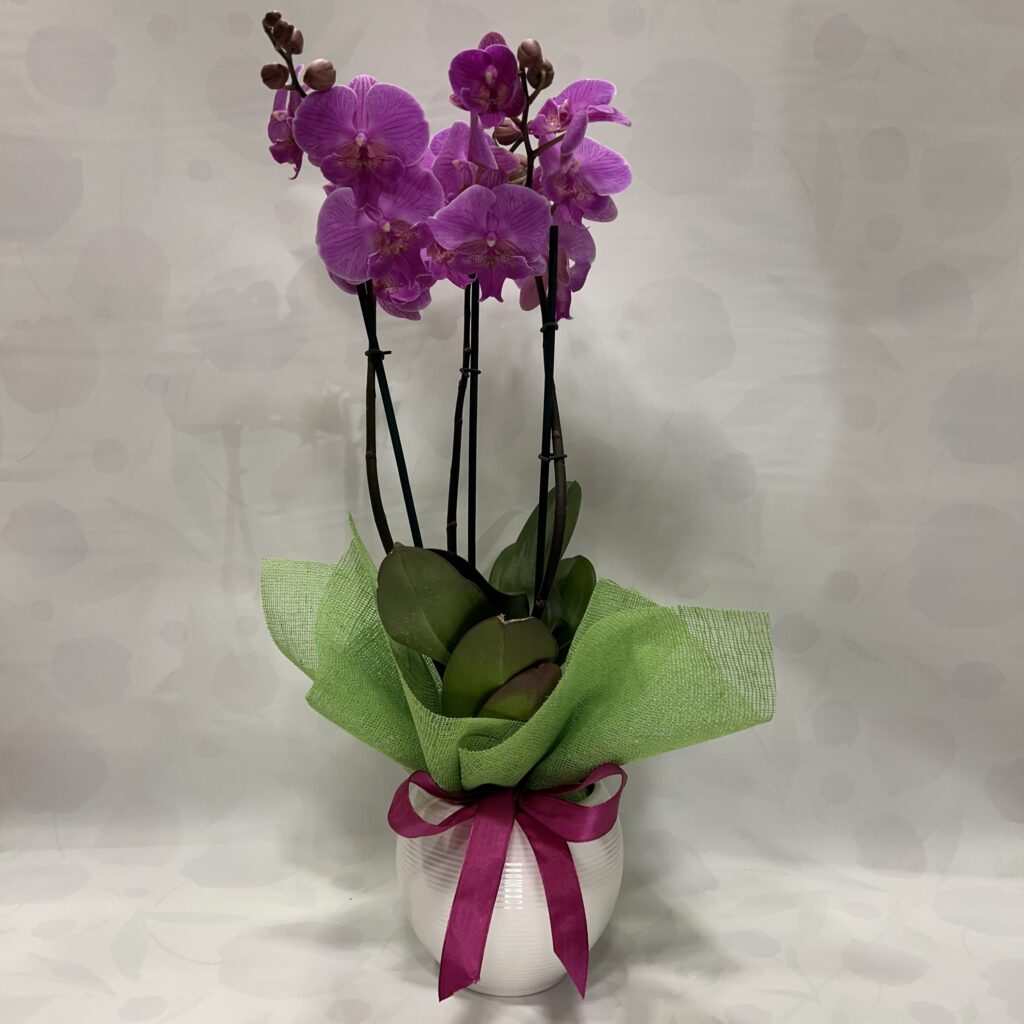 Orchidea Phalenopsis colorata